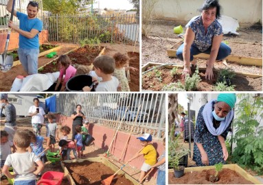 הגינות הקהילתיות בלוד שודרגו לקראת שנת שמיטה והן פורחות