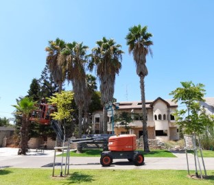 למנוע אסון: עיריית לוד מבצעת תחזוקה בניטור ובקרה לעצי הדקל בעיר