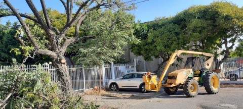 מחלקת גנים ונוף בעיריית לוד גוזמת עצים ברחבי העיר לקראת שנת השמיטה