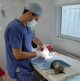 החל מבצע עיקור חתולים חסרי בית בלוד