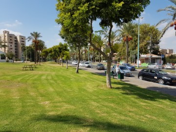 אביב ירוק בלוד פריחה * התחדשות * בריאות