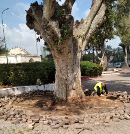 מחלקת גנים ונוף בעיריית לוד פתחה במיזם "שיקום עצים ותיקים" ברחבי העיר