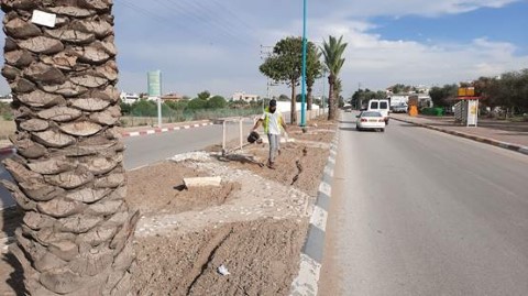 למען איכות חיי התושבים בלוד: מיזם להשבת פרחי הבר לרחובות העיר
