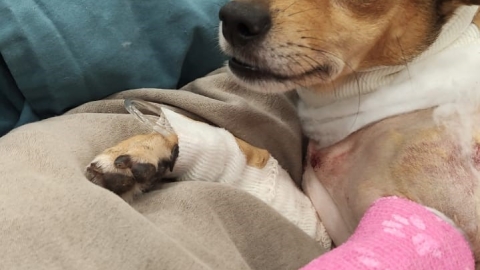 תושבים בלוד הצילו כלבה שנדקרה ע"י בעליה והובילו אותה לטיפול רפואי בווטרינריה העירונית