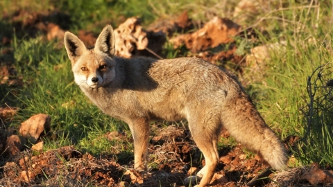 ידע הוא כוח: כך נתמודד עם חיות הבר בטבע העירוני בלוד