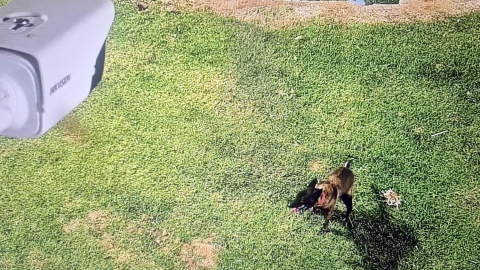 מצלמות האבטחה של ה'מוקד רואה' בעיריית לוד תיעדו תושב עם כלבו שלא אוסף את צרכיו, הפקחים רשמו דו"ח וקנס 