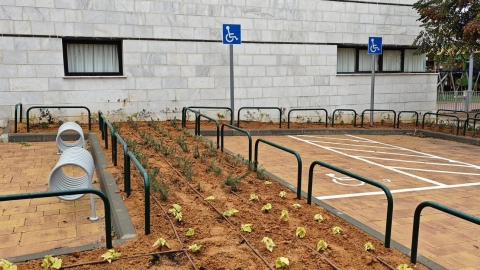 עיריית לוד ביצעה שיקום גינון ברחבת מתנ"ס גני יער