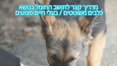 מדריך קצר לתושב החומל בנושא כלבים משוטטים / בעלי חיים פצועים 