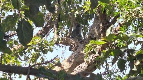 השירות הווטרינרי בלוד ופקחי רשות הטבע והגנים לכדו קוף בעיר