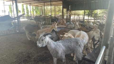 לקראת פשיטות על מתחמים: עיריית לוד מגבירה את האכיפה נגד מכלאות צאן פיראטיות במרחב העירוני