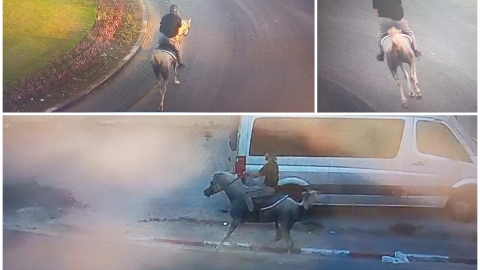 מרדף ברחובות לוד: נער השתולל על סוס, השיטור העירוני עצר אותו - והטיל קנסות כבדים