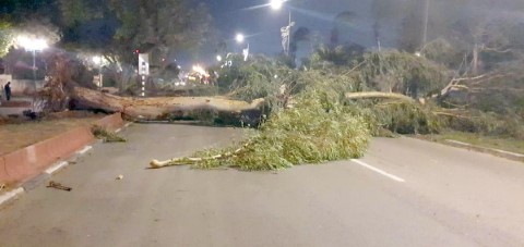 נס גדול בלוד: 2 עצי אקליפטוס ענקיים קרסו בסופה בשד' ירושלים