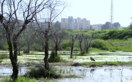 סביבה ואקולוגיה: בריכות החורף בגני אביב