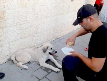הכלב המפוחד ניצל על ידי פקחי עיריית לוד