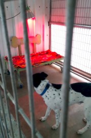 למען בעלי החיים: הכלבייה העירונית בלוד נערכה לסופת ״ברברה״