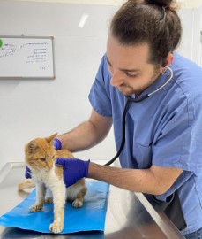 בסיוע משרד החקלאות: השירות הווטרינרי בלוד מכפיל את התמיכה בטיפול הרפואי בחתולי הרחוב