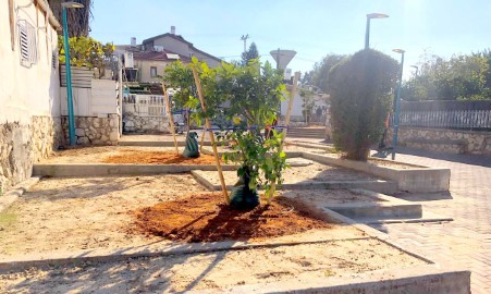 אשכולית, קלמנטינה ותפוז: מיני עצי הדר ניטעו במרכז לוד