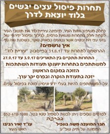 תחרות פיסול גזעי עצי זית יבשים יוצאת לדרך