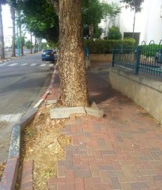 שיקום מדרכות וגיזום ברחוב אהרון לובלין