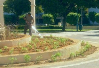 נגמרה שנת השמיטה, שותלים ומחדשים את הגינון בלוד!