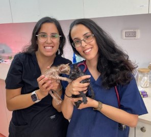 סטודנטיות לרפואה בשירות הווטרינרי בלוד הצילו שני גורי חתולים מכוסים בדבק