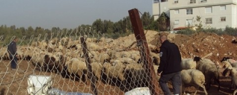 המחלקה הוטרינרית והפיקוח העירוני בלוד הרחיקו עדר כבשים מגני אביב