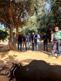 פעולה מהירה ונחושה של צוות השירות הווטרינרי העירוני: נתפס השור שהסתובב חופשי באזור התעשייה הצפוני בעיר