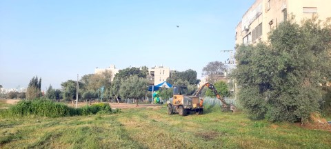 ניכוש עשבייה בשטחים הפתוחים בלוד לקראת הקיץ וחג הפסח