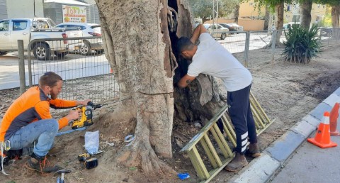 דואגים לטבע: מיזם 'שיקום ושימור עצים עתיקים' של עיריית לוד